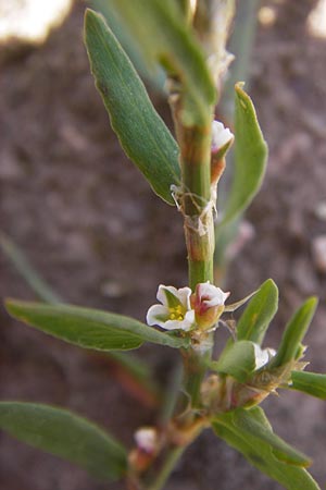 Polygonum arenastrum \ Trittrasen-Vogel-Knterich / Equal-Leaved Knotgrass, D Heidelberg 23.7.2012