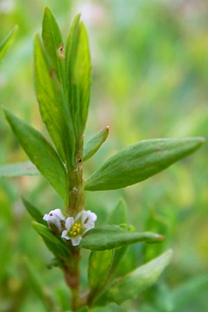 Polygonum aviculare \ Echter Vogel-Knterich / Common Knotgrass, English Knotgrass, D Kehl 28.7.2012