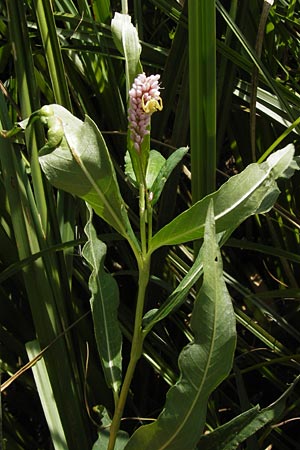 Persicaria amphibia \ Wasser-Knterich, D Philippsburg 25.8.2012