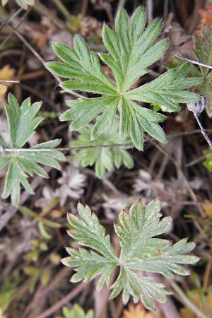 Potentilla argentea agg. \ Silber-Fingerkraut / Hoary Cinquefoil, D Mannheim 1.5.2013