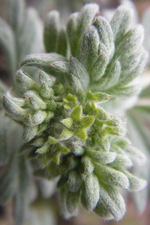 Potentilla argentea agg. \ Silber-Fingerkraut / Hoary Cinquefoil, D Mannheim 1.5.2013