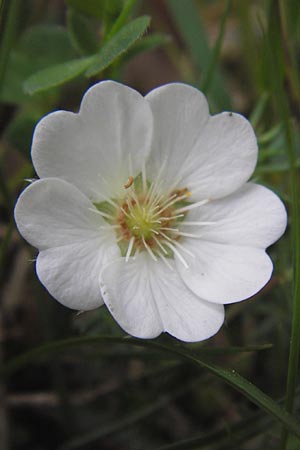 Potentilla alba / White Cinquefoil, D Pfalz, Speyer 3.5.2013