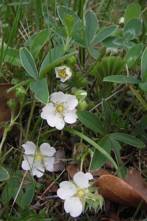 Potentilla alba \ Weies Fingerkraut, D Pfalz, Speyer 3.5.2013