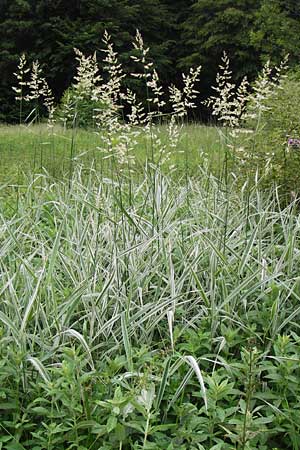 Phalaris arundinacea var. picta \ Buntes Glanzgras, D Lobbach-Waldwimmersbach 21.6.2013