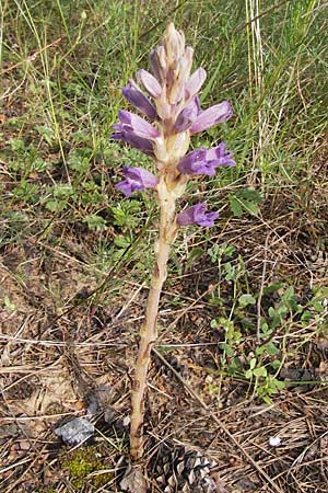 Phelipanche arenaria \ Sand-Sommerwurz / Wormwood Broomrape, D Jugenheim an der Bergstraße 28.6.2013