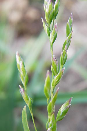 Poa annua \ Einjhriges Rispengras, D Mannheim 1.7.2013