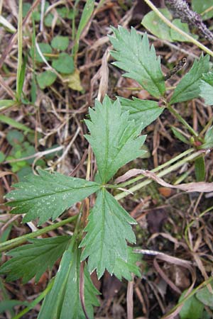 Potentilla anglica \ Niederliegendes Fingerkraut / Trailing Tormentil, D Odenwald, Erbach 24.8.2013