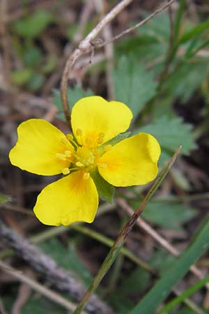 Potentilla anglica \ Niederliegendes Fingerkraut / Trailing Tormentil, D Odenwald, Erbach 24.8.2013