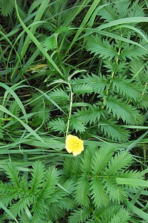 Potentilla anserina \ Gnse-Fingerkraut / Silverweed, D Mannheim 9.9.2013