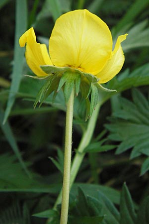 Potentilla anserina \ Gnse-Fingerkraut, D Mannheim 9.9.2013