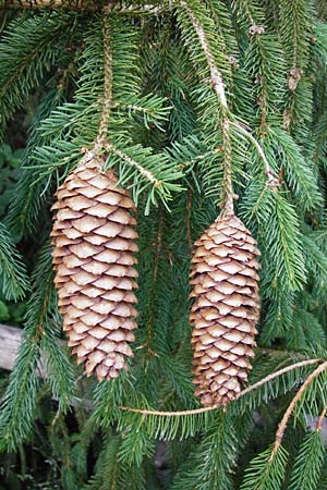 Picea abies \ Fichte, Rottanne / Norway Spruce, D Kallmünz 12.6.2014