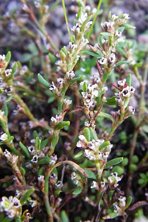 Polygonum arenastrum \ Trittrasen-Vogel-Knterich / Equal-Leaved Knotgrass, D Mannheim 16.9.2014