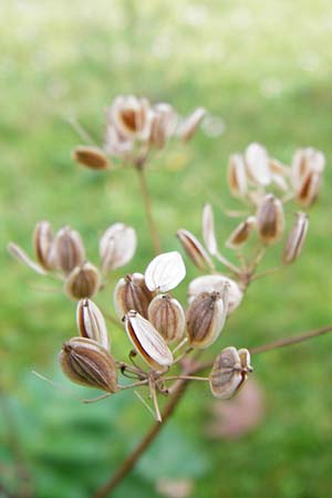 Pastinaca sativa \ Pastinak / Parsnip, D Mannheim 28.9.2014