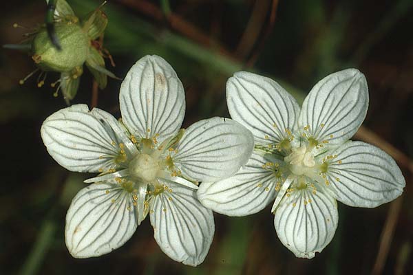 Parnassia palustris \ Sumpf-Herzblatt, Studentenrschen, D Allgäu, Markt-Oberdorf 8.8.1990