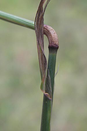 Phleum nodosum \ Knolliges Lieschgras, Bertolonis Wiesen-Lieschgras, D Odenwald, Erbach 24.8.2013