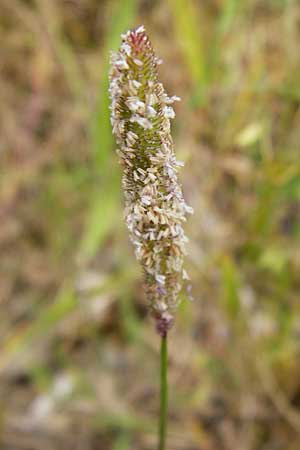 Phleum phleoides \ Steppen-Lieschgras / Boehmer's Cat's-Tail, D Gladenbach 5.7.2014