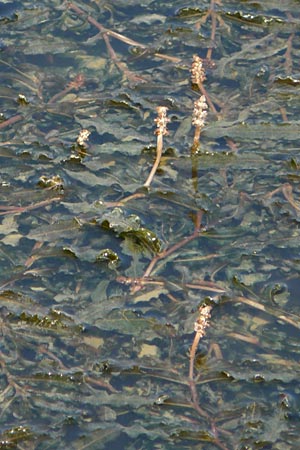 Potamogeton crispus \ Krauses Laichkraut, D Franken Scheßlitz 19.5.2012