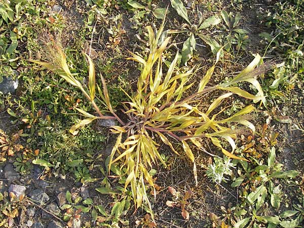 Panicum capillare \ Haarstige Rispen-Hirse, D Karlsruhe 4.9.2010