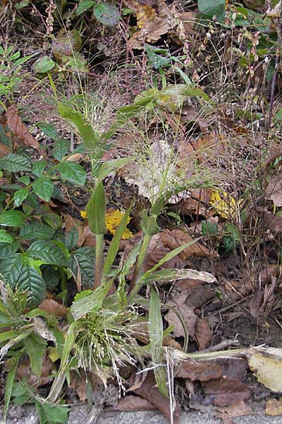 Panicum capillare \ Haarstige Rispen-Hirse, D Weinheim an der Bergstraße 1.11.2010