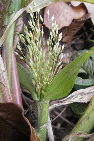 Panicum capillare \ Haarstige Rispen-Hirse / Witchgrass, D Weinheim an der Bergstraße 1.11.2010