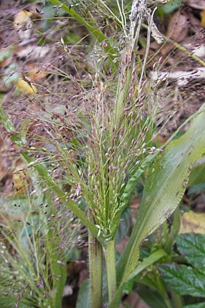 Panicum capillare \ Haarstige Rispen-Hirse, D Weinheim an der Bergstraße 1.11.2010