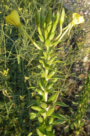 Oenothera braunii \ Brauns Nachtkerze / Braun's Evening Primrose, D Karlsruhe 14.7.2011