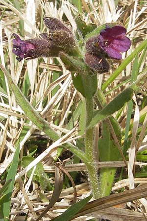 Pulmonaria collina \ Hgel-Lungenkraut, D Rottenburg 31.3.2012