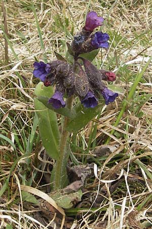 Pulmonaria collina \ Hgel-Lungenkraut, D Rottenburg 31.3.2012