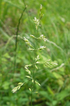 Poa trivialis \ Gewhnliches Rispengras / Rough Blue Grass, D Mannheim 12.6.2012