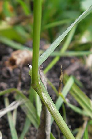 Poa trivialis \ Gewhnliches Rispengras / Rough Blue Grass, D Mannheim 12.6.2012