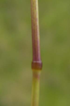 Poa trivialis \ Gewhnliches Rispengras / Rough Blue Grass, D Mannheim 12.6.2012