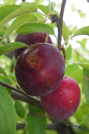 Prunus cerasifera \ Kirschpflaume / Cherry Plum, D Mannheim 16.7.2012