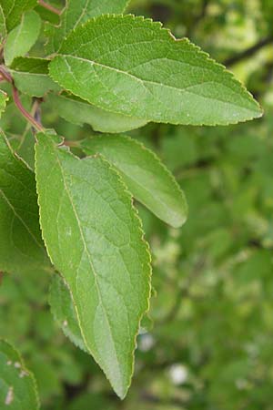 Prunus cerasifera \ Kirschpflaume, D Mannheim 16.7.2012