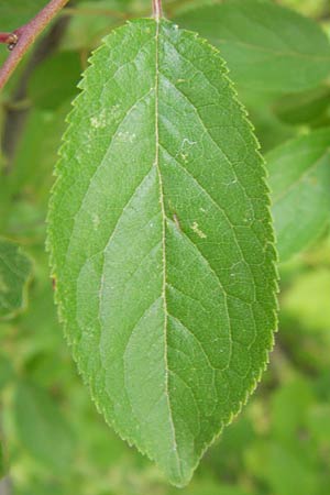 Prunus cerasifera \ Kirschpflaume, D Mannheim 18.7.2012