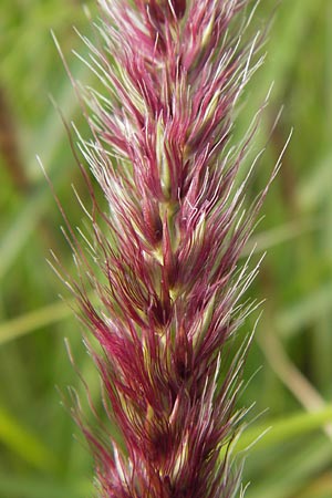 Cenchrus flaccidus, Himalayan Fountain Grass