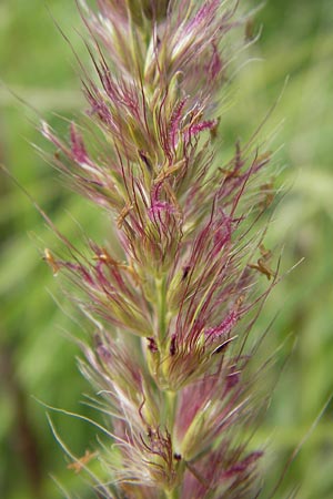 Cenchrus flaccidus \ Schlaffes Federborsten-Gras / Himalayan Fountain Grass, D Jugenheim an der Bergstraße 28.6.2013