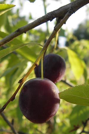 Prunus cerasifera \ Kirschpflaume, D Mannheim 19.8.2013