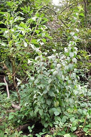 Philadelphus coronarius \ Europischer Pfeifenstrauch, Falscher Jasmin / Sweet Mock Orange, English Dogwood, D Heidelberg 19.9.2013