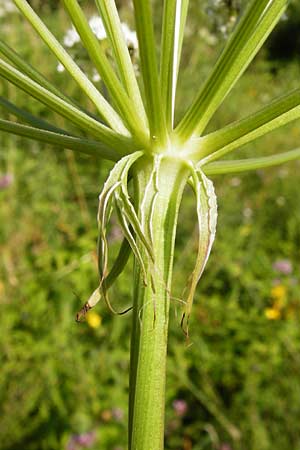 Peucedanum cervaria / Broad-Leaved Spignel, D Hemsbach 7.8.2014