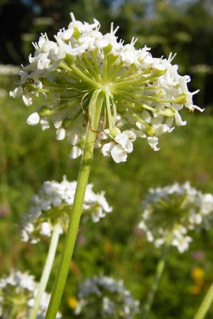 Peucedanum cervaria \ Hirschwurz-Haarstrang, D Hemsbach 7.8.2014