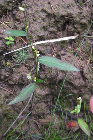 Persicaria mitis \ Milder Knterich / Water-Pepper, D Odenwald, Neckargemünd-Mückenloch 13.9.2010