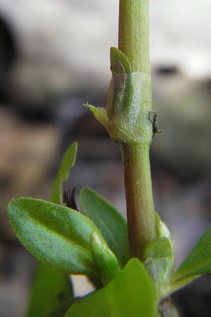 Persicaria mitis \ Milder Knterich / Water-Pepper, D Odenwald, Neckargemünd-Mückenloch 13.9.2010