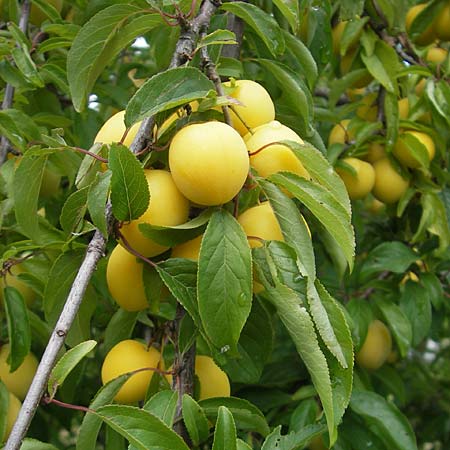 Prunus cerasifera \ Kirschpflaume, D Karlsruhe 23.7.2011