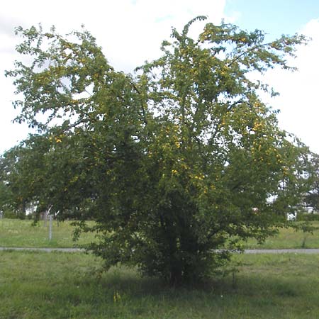 Prunus cerasifera \ Kirschpflaume / Cherry Plum, D Karlsruhe 23.7.2011