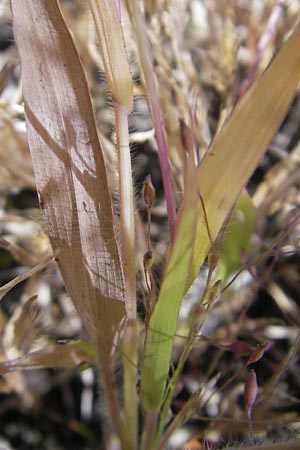 Panicum capillare \ Haarstige Rispen-Hirse / Witchgrass, D Kehl 15.10.2011