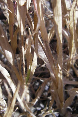 Panicum capillare \ Haarstige Rispen-Hirse, D Kehl 15.10.2011