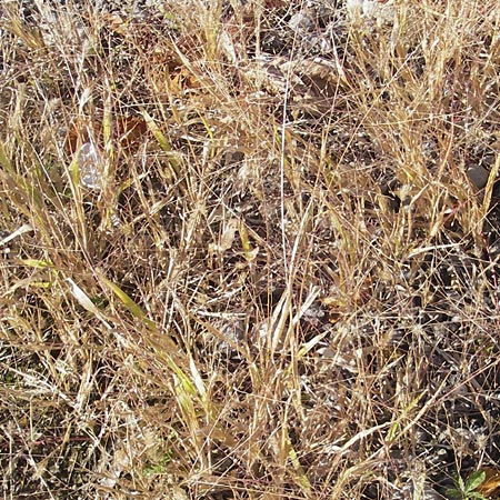 Panicum capillare \ Haarstige Rispen-Hirse / Witchgrass, D Kehl 15.10.2011