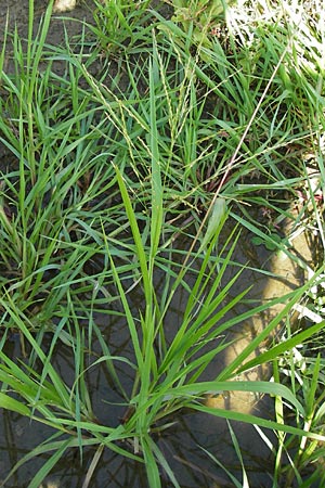 Panicum dichotomiflorum \ Gabelstige Rispen-Hirse / Fall Panicgrass, D Schutterwald 28.7.2012