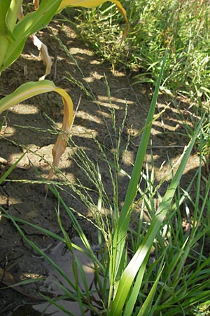 Panicum dichotomiflorum \ Gabelstige Rispen-Hirse / Fall Panicgrass, D Schutterwald 28.7.2012