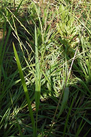 Panicum dichotomiflorum \ Gabelstige Rispen-Hirse / Fall Panicgrass, D Schutterwald 28.7.2012